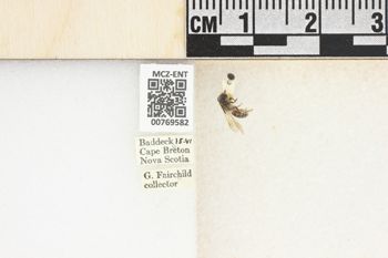 Media type: image;   Entomology 769582 Aspect: Labels